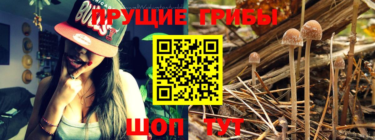 Псилоцибиновые грибы Magic Shrooms  закладка  Королёв  Вход с VPN 